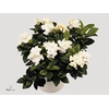 GARDENIA JASMINOIDES