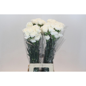 Dianthus St Moonlight