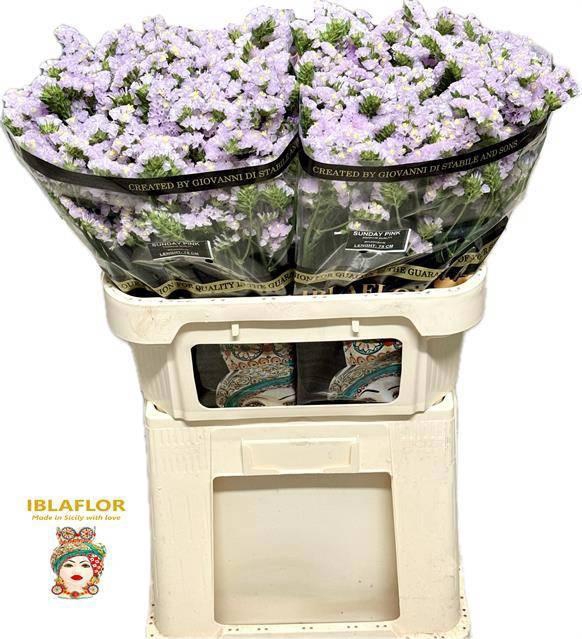 <h4>LIM S SUNDAY PINK</h4>