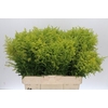 Solidago Tara Gold