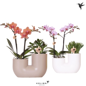 Kolibri Orchids Phalaenopsis Mix 2 spike and Succulent in Tube mix