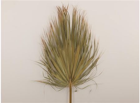 <h4>Stem Leaf Washington L60</h4>