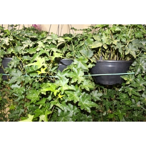HEDERA VERDE C21 MIN 100 CM PENDENTE