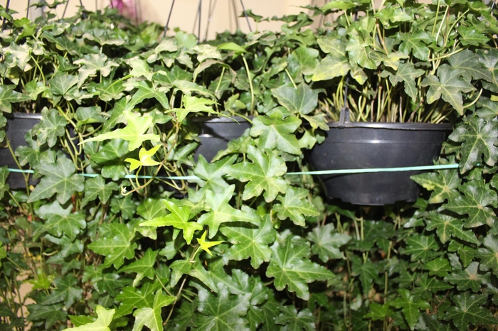 <h4>HEDERA VERDE C21 MIN 100 CM PENDENTE</h4>