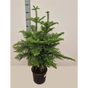 Araucaria heterophylla