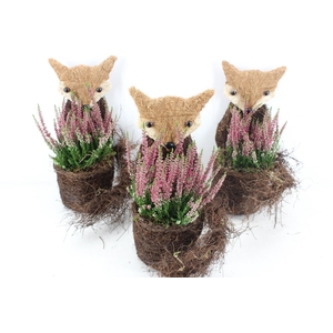arr4 Outdoor PL - Vos calluna achter