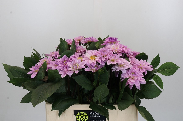 Dahlia Sweet Suprise