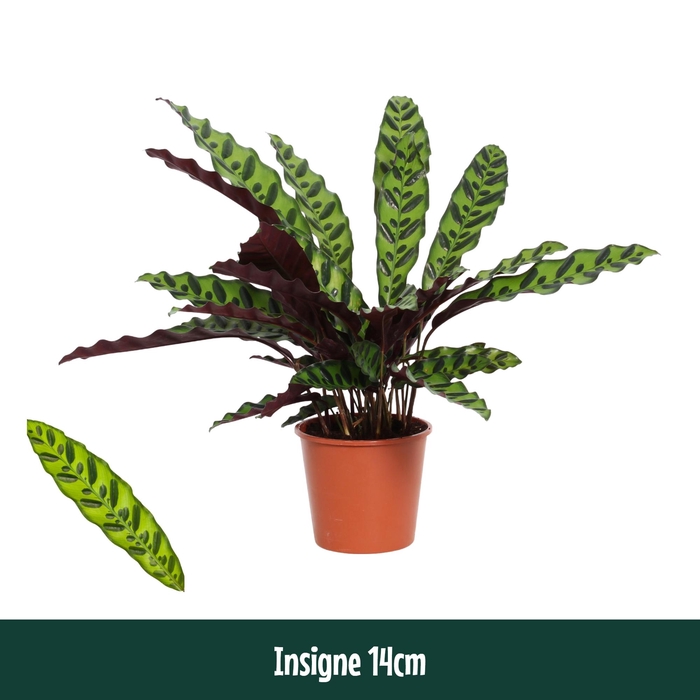 <h4>Calathea 14cm Insigne (Lancifolia) - Living</h4>