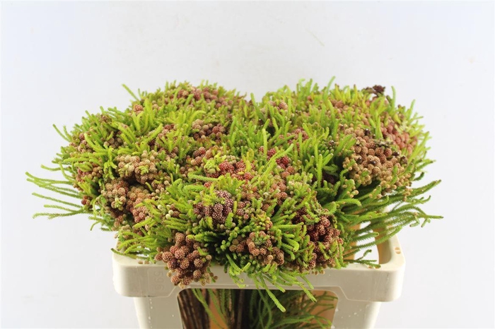 <h4>Kaaps Berz Strawberry</h4>