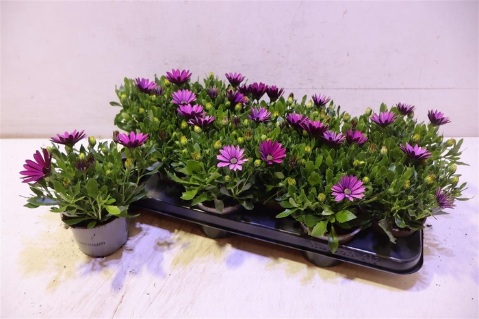 <h4>arr8 Osteo Fp Purple</h4>