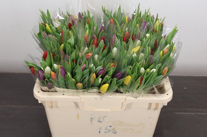 <h4>Tu En Gemengd</h4>