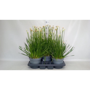 Allium  'Millenium'