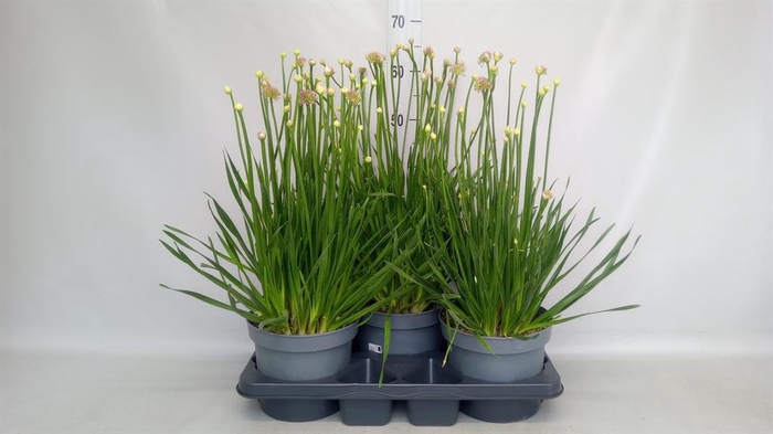 <h4>Allium  'Millenium'</h4>
