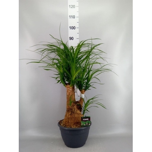 Beaucarnea recurvata