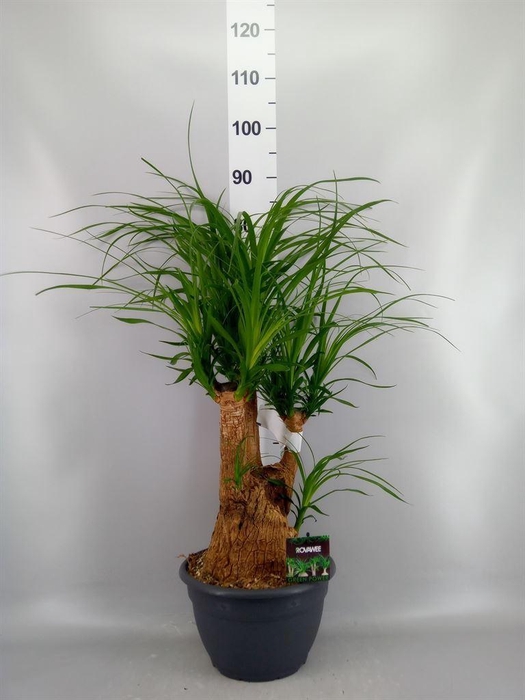 <h4>Beaucarnea recurvata</h4>
