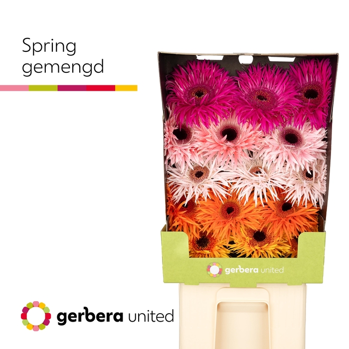 <h4>Gerbera Spider Mix Spider Diamond</h4>