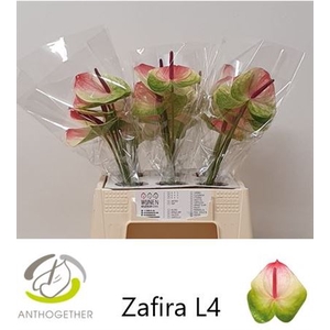 Anth A Zafira 40cm