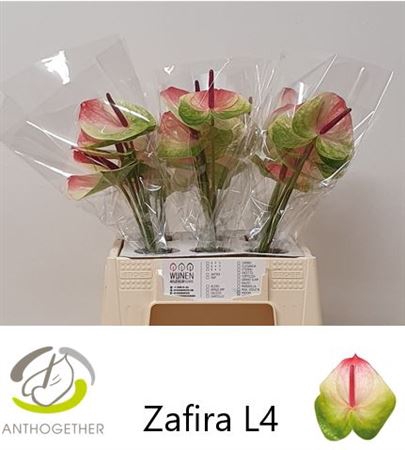<h4>Anth A Zafira 40cm</h4>