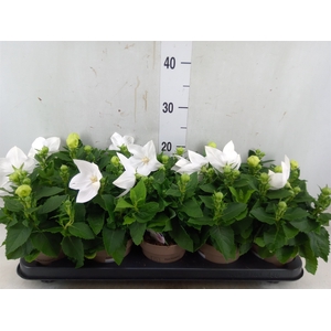 Platycodon grand. 'Astra White'