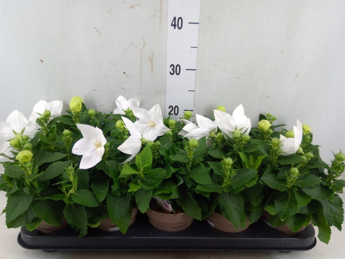 <h4>Platycodon grand. 'Astra White'</h4>