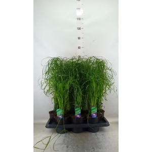 Cyperus alternifolius