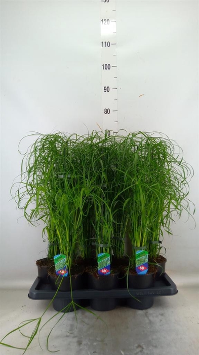 <h4>Cyperus alternifolius</h4>