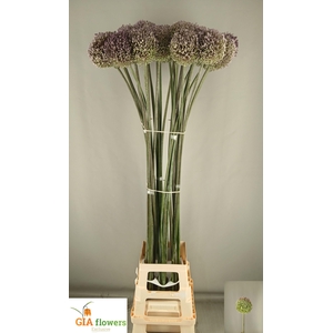 ALLIUM SUMMER DRUMME