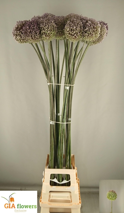 <h4>ALLIUM SUMMER DRUMME</h4>