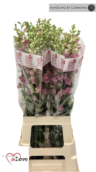 <h4>DELPH CONSOLIDA QIS ROSE</h4>