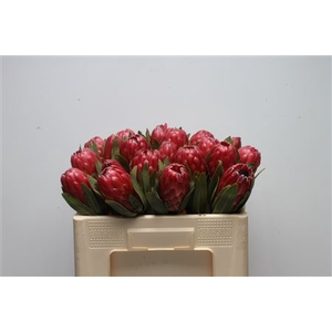 Protea Red Sensation