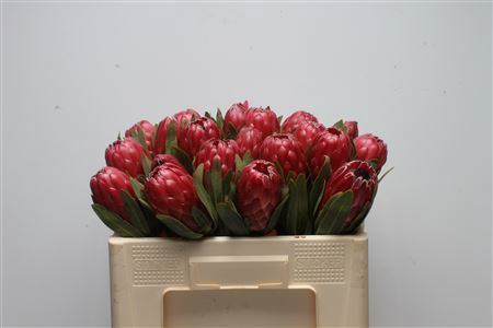 <h4>Protea Red Sensation</h4>