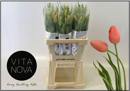 <h4>Tu Fra En Swarovski</h4>