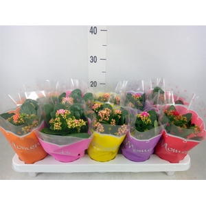 Kalanchoe blos.   ..rosebud mix  5