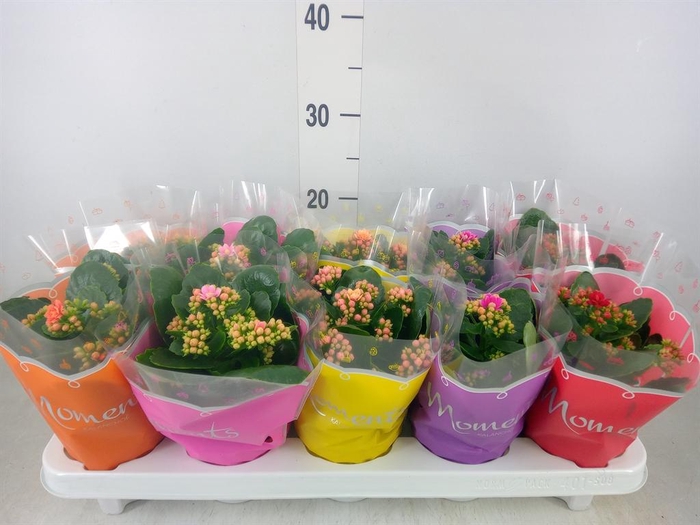 <h4>Kalanchoe blos.   ..rosebud mix  5</h4>