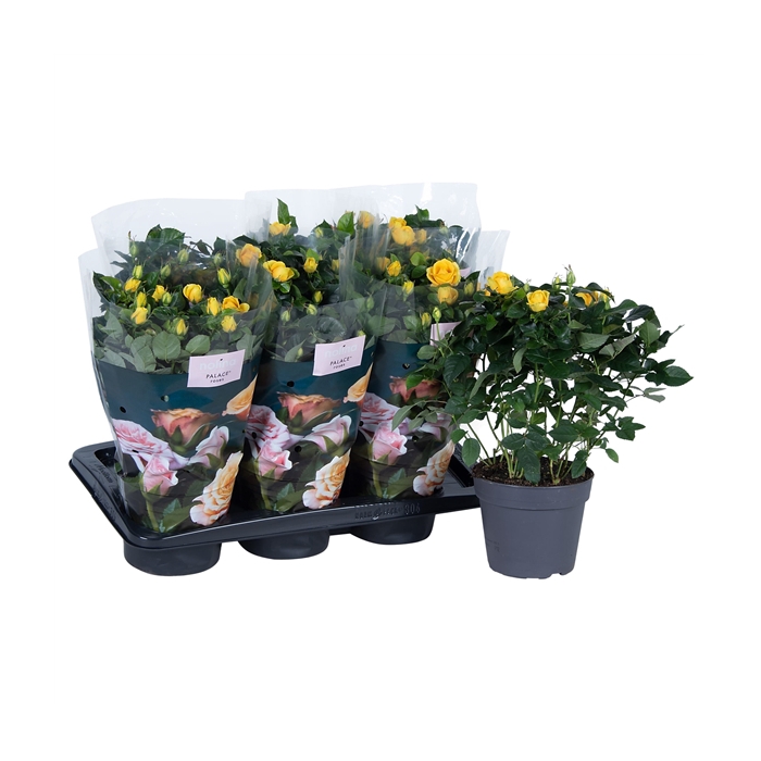 <h4>Nolina Roses Ø 17 cm Yellow st. 0-1</h4>