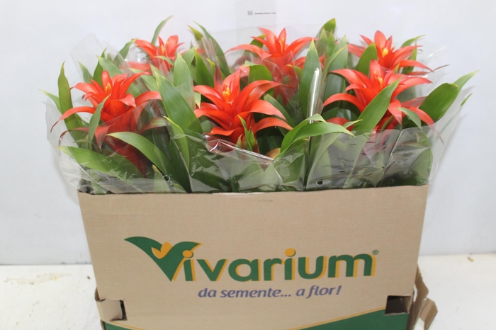 <h4>GUZM. LARANJA P14</h4>