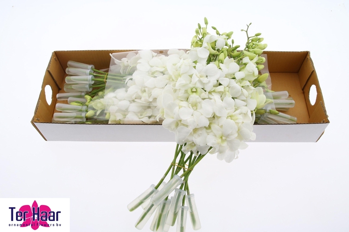 <h4>DENDR M POMP WIT</h4>