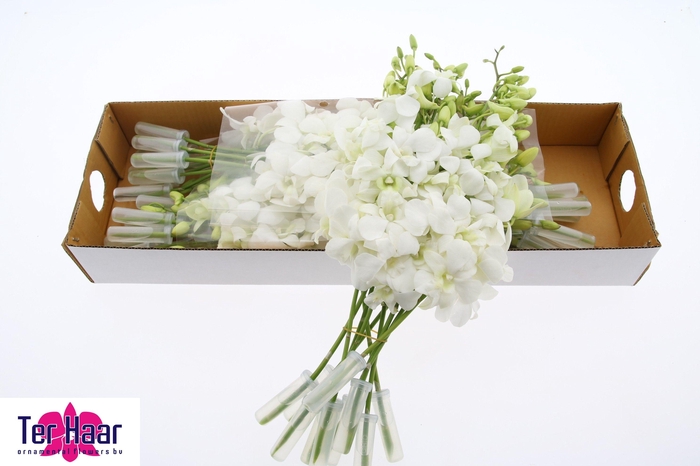 <h4>DENDR M POMP WIT</h4>