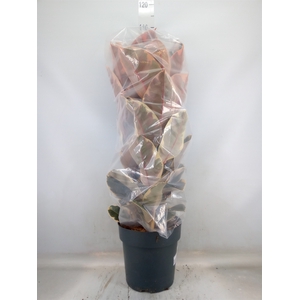 Ficus elastica 'Belize'
