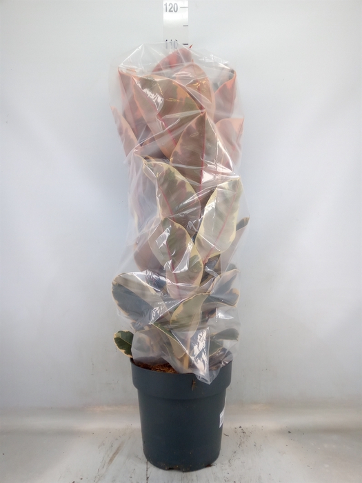 <h4>Ficus elastica 'Belize'</h4>
