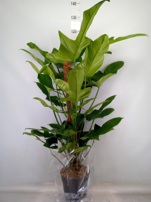 <h4>Philodendron   ...</h4>
