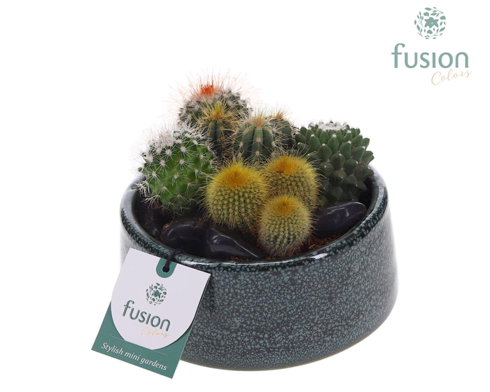 <h4>Pot Tol keramiek met Cactussen</h4>