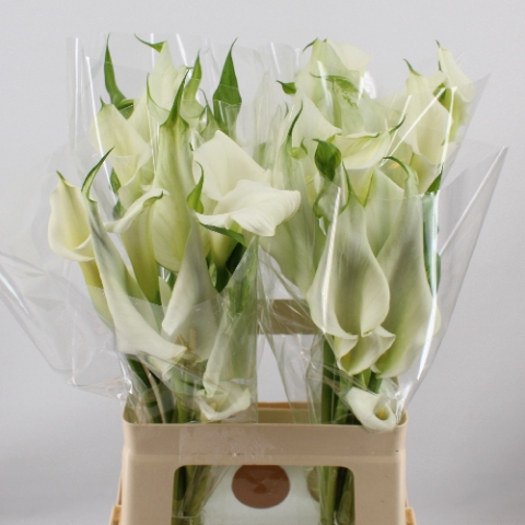 <h4>Zantedeschia crystal blush</h4>