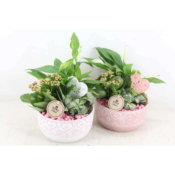 <h4>Arr2 Pl - Ker. Hartjes Schaaltje 285/6 - Roze</h4>