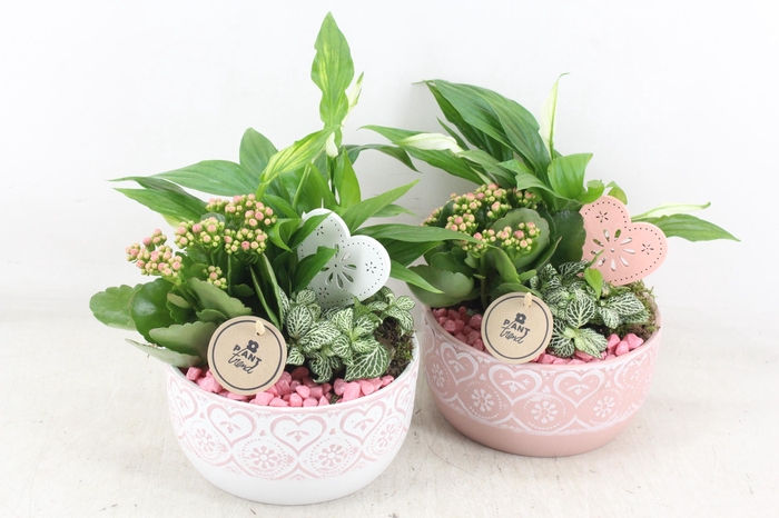 <h4>arr2 PL - Ker. hartjes schaaltje 285/6 - roze</h4>