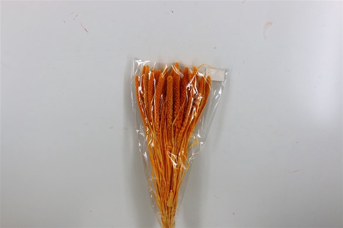 Dried Setaria Italica Apricot Bunch