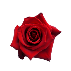 R GR EXPLORER Latina