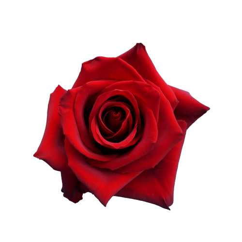 <h4>R GR EXPLORER Latina</h4>