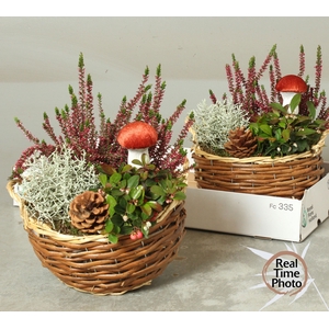 ARR TUINPLANTEN