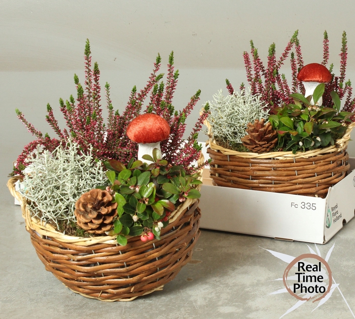 <h4>ARR TUINPLANTEN</h4>